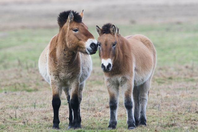 Przewalski-Pferde kehren in die Freiheit zurück: Ein Meilenstein für den Artenschutz